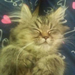 Meet your Posher, Kris